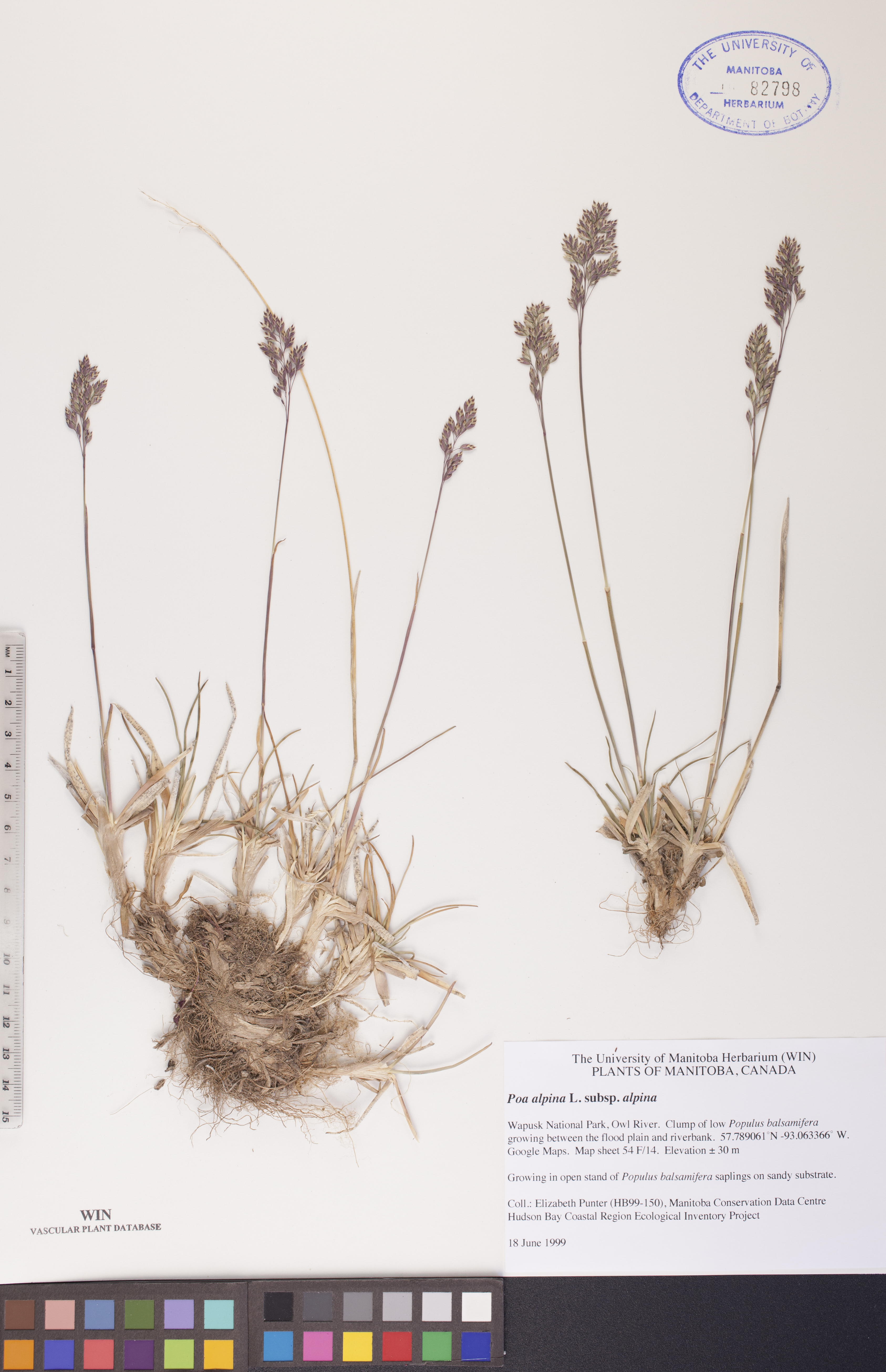 Poa alpina subsp. alpina image